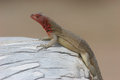 Free Lava Lizard Stock Images - 1694014