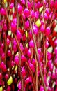 Free Plum Blossom Stock Photo - 1695590