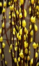 Free Plum Blossom Stock Images - 1695594