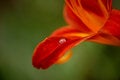 Free Drop On Lily Royalty Free Stock Photography - 1697067