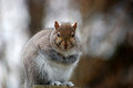 Free Eastern Grey Squirrel Stock Image - 1697131