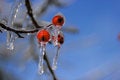 Free Snow And Ice Storm Royalty Free Stock Photography - 1698607