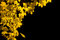 Free Yellow Leaves Royalty Free Stock Images - 1696899