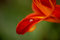 Free Drop On Lily Royalty Free Stock Photography - 1697067