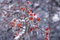 Free Snow And Ice Storm Stock Images - 1698204