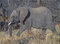 Free Elephant Striding Royalty Free Stock Images - 1698219