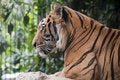 Free Bengal Tiger Royalty Free Stock Photo - 16987735
