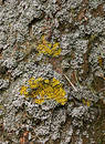 Free Growth On Tree Trunk Stock Photography - 172812