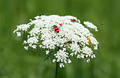 Free Bugs Dancefloor Stock Photo - 173360