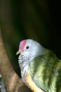 Free Cute Bird Royalty Free Stock Image - 175046