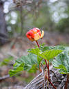 Free Cloudberry Vs Ants Royalty Free Stock Photos - 175888