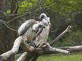 Free Vultures Stock Photography - 176332