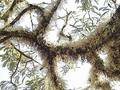 Free Tree Branch With Moss Stock Images - 176994