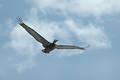 Free Pelican Soaring 1 Royalty Free Stock Images - 177619