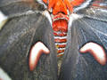 Free Giant Moth Wings Royalty Free Stock Image - 178266