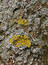 Free Growth On Tree Trunk Stock Photography - 172812