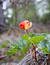 Free Cloudberry Vs Ants Royalty Free Stock Photos - 175888
