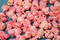 Free Candy Stock Photo - 175970