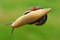 Free The Snail On The Glass Stock Photo - 178280