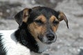 Free Wet Dog Lokking Stock Photography - 1700152