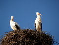 Free STORK NEST Royalty Free Stock Photography - 1707297
