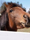 Free Ready For My Closeup Royalty Free Stock Photography - 1707387
