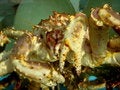 Free King Crab In A Tank Stock Images - 1708774