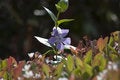 Free Single Purple Flower Stands Above The Rest Royalty Free Stock Images - 1709979