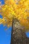 Free Autumn Leaves Against Blue Sky Stock Photos - 1703673