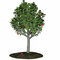 Free Tree Of Love 1 Stock Photo - 1704600