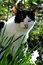Free Cat And Flowers 2 Royalty Free Stock Photography - 1707517