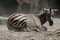 Free Tired Zebra Royalty Free Stock Photos - 1709518