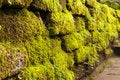 Free Overgrown With Moss Stock Image - 17018121