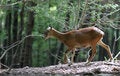 Free Mufflon In Movement Stock Photo - 1712700