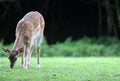 Free Sweet  Fallow Deer Stock Photo - 1712710