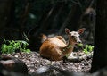 Free Rest Of Fallow Deer In Forest Stock Photography - 1712942