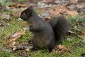Free Squirrel Stock Images - 1714394