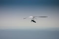 Free Hang Glider Soaring Royalty Free Stock Image - 1714416