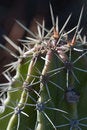 Free Cactus Macro Royalty Free Stock Photo - 1714835