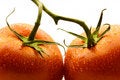 Free Tomatoes On A Twig Royalty Free Stock Photos - 1717218