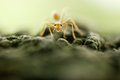 Free Ant Royalty Free Stock Images - 1717609