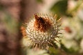 Free Spikey Plant Stock Photos - 1719783