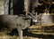 Free California Mule Deer Buck Royalty Free Stock Image - 1713996