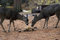 Free Mule Deer Does Eating Royalty Free Stock Images - 1714019