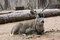 Free Mule Deer Laying Down Royalty Free Stock Images - 1715559