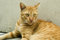 Free Singapore Stray Cat Royalty Free Stock Photos - 1717778
