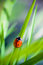 Free Ladybug Royalty Free Stock Images - 17179739