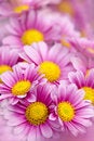 Free Chrysanthemum Royalty Free Stock Photography - 17195997