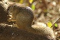 Free Squirrel Stock Image - 1722521
