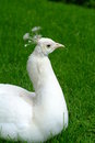 Free White Peacock Royalty Free Stock Image - 1724326